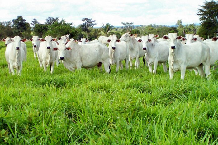Brasil responde por 20% da carne consumida no mundo Brasil responde por 20% da carne consumida no mundo