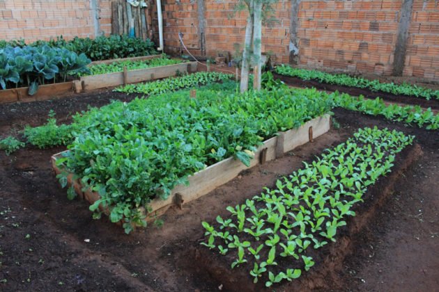 Hortali&ccedil;as produzidas s&atilde;o distribu&iacute;das para fam&iacute;lias carentes da regi&atilde;o