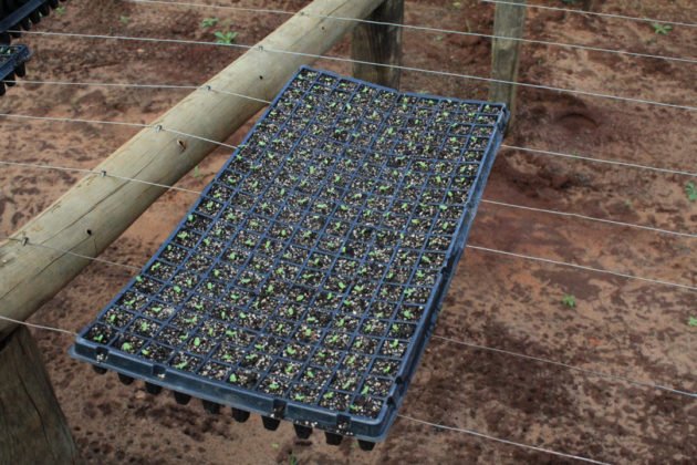 Estufa para produ&ccedil;&atilde;o de mudas com sistema de irriga&ccedil;&atilde;o foi implantada pelo Projeto de Agricultura Periurbana