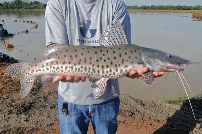 Após reivindicação de Vander e do Estado, governo federal libera pesca do pintado Após reivindicação de Vander e do Estado, governo federal libera pesca do pintado