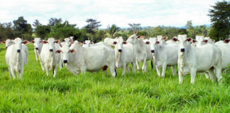 Brasil responde por 20% da carne consumida no mundo