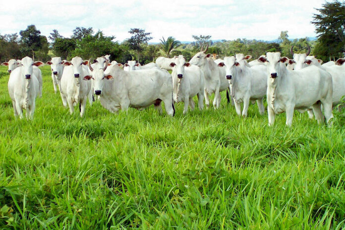 Brasil responde por 20% da carne consumida no mundo