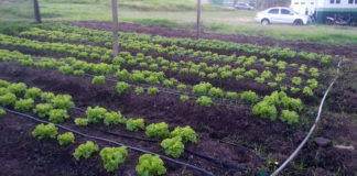 Horta agroecológica na Aldeia Aldeinha, em Anastácio