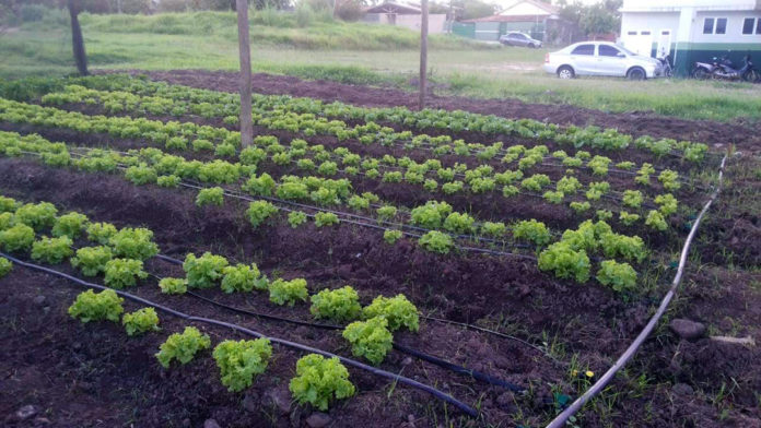 Horta agroecológica na Aldeia Aldeinha, em Anastácio