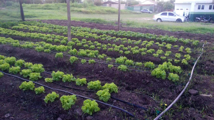 Horta agroecológica na Aldeia Aldeinha, em Anastácio