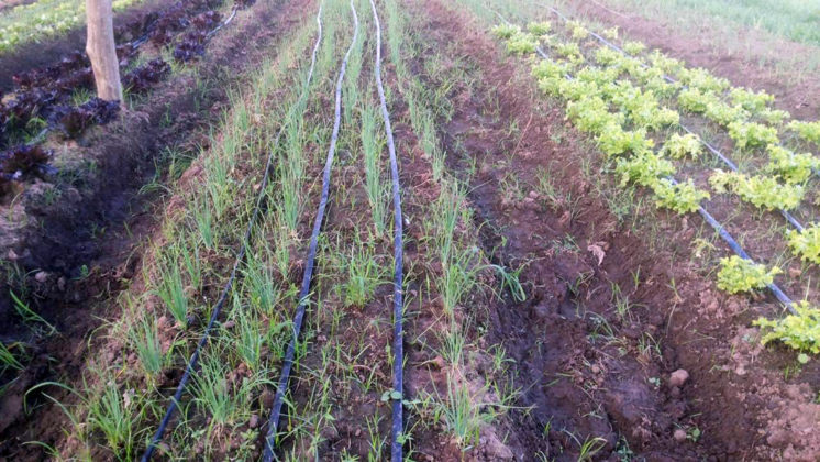 Horta agroecológica na Aldeia Aldeinha, em Anastácio