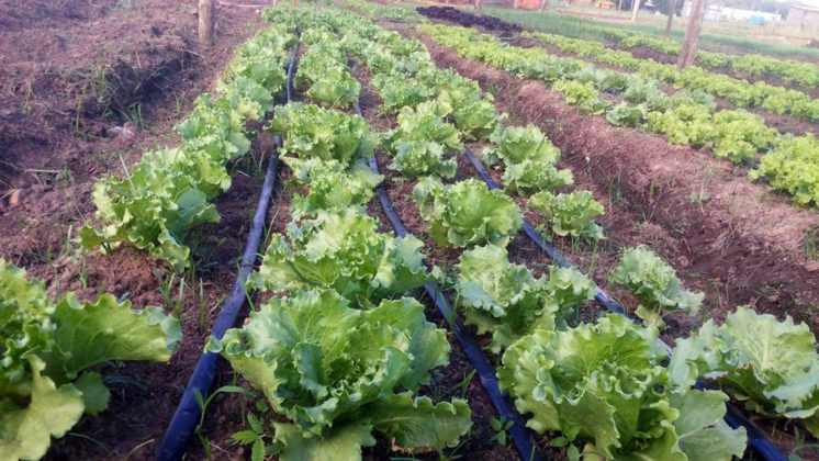 Horta agroecológica na Aldeia Aldeinha, em Anastácio