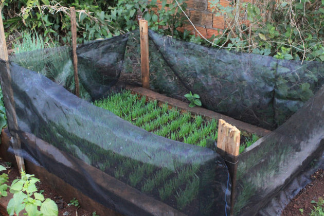 Nos terrenos do projeto de Frei Jonas são cultivadas plantas medicinais e hortaliças de maneira orgânica