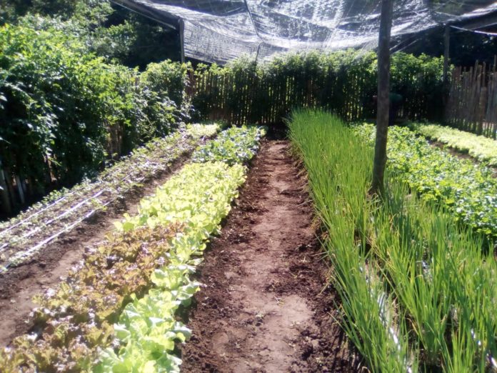 Horta na comunidade 10 de Maio, em Sidrolândia/MS. Foto: Fátima Souza