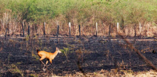 ONGs acusam governo de lentidão e prevaricação no trato do incêndio no Pantanal