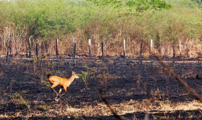 ONGs acusam governo de lentidão e prevaricação no trato do incêndio no Pantanal