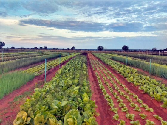 Produção do Assentamento 20 de Março, em Três Lagoas.