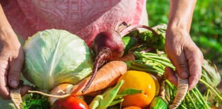 Com apoio do governo Lula e de Vander, Dourados lança programa para impulsionar agricultura familiar