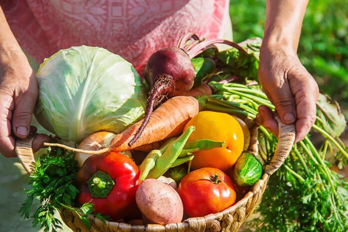 Com apoio do governo Lula e de Vander, Dourados lança programa para impulsionar agricultura familiar
