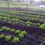 Horta agroecológica na Aldeia Aldeinha, em Anastácio