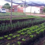 Horta agroecológica na Aldeia Aldeinha, em Anastácio