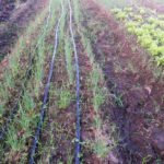 Horta agroecológica na Aldeia Aldeinha, em Anastácio
