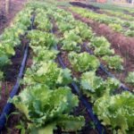 Horta agroecológica na Aldeia Aldeinha, em Anastácio