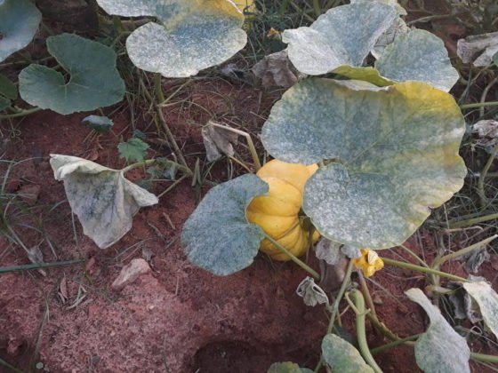 A&ccedil;&atilde;o de Vander, Zeca, UFMS e Agraer beneficia comunidade terap&ecirc;utica do Lageado