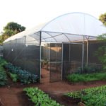 Estufa para produção de mudas com sistema de irrigação foi implantada pelo Projeto de Agricultura Periurbana