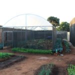 Estufa para produção de mudas com sistema de irrigação foi implantada pelo Projeto de Agricultura Periurbana