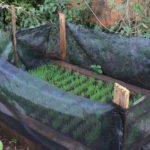 Nos terrenos do projeto de Frei Jonas são cultivadas plantas medicinais e hortaliças de maneira orgânica