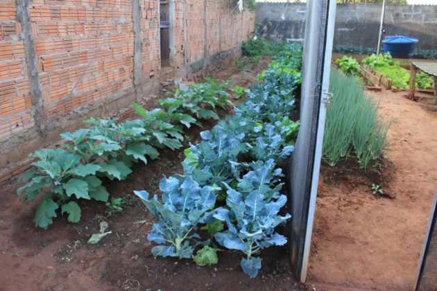 Hortali&ccedil;as produzidas s&atilde;o distribu&iacute;das para fam&iacute;lias carentes da regi&atilde;o