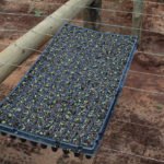 Estufa para produção de mudas com sistema de irrigação foi implantada pelo Projeto de Agricultura Periurbana