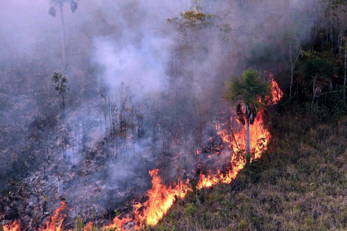 Pantanal e Amazônia: autoridades jurídicas defendem ciência e leis integradas Pantanal e Amazônia: autoridades jurídicas defendem ciência e leis integradas