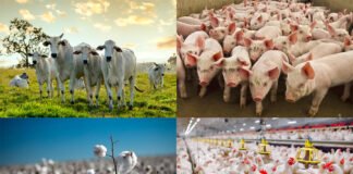 Ano foi "espetacular" para o agronegócio, com abertura de 72 novos mercados