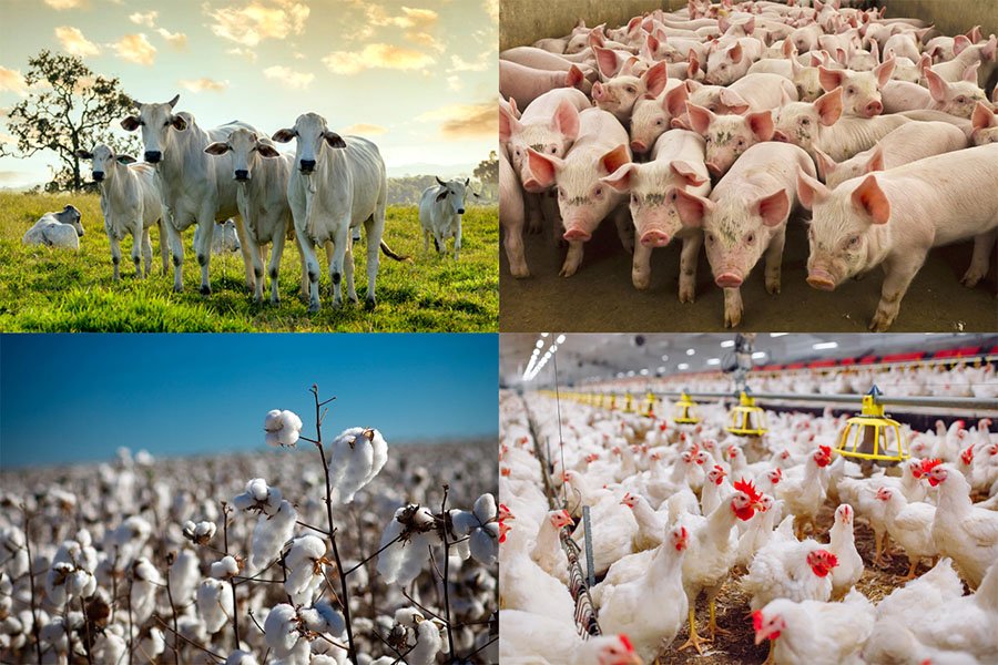 Ano foi "espetacular" para o agronegócio, com abertura de 72 novos mercados