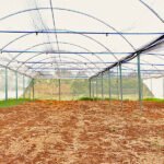 Parceria de Vander com Uems garante estufas para comunidade quilombola em Maracaju